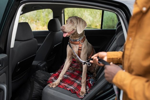 Charger with a Power Bank: A Great Companion in Road Trip with Your Puppy