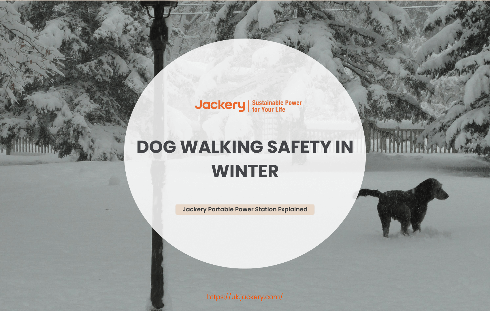 The Ultimate Guide to Dog Walking Safety in Winter