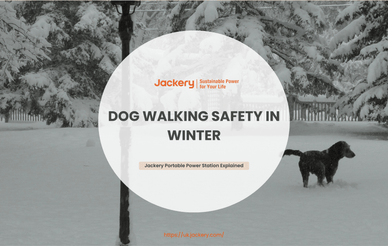 dog walking safety winter guide