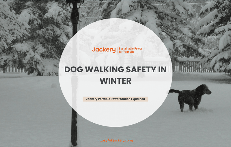 dog walking safety winter guide