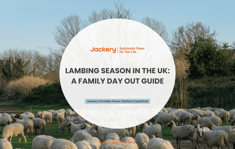 lambing season uk guide