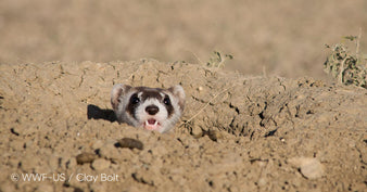 Jackery Reaffirms Commitment to Earth Protection, Looks to Continue Partnership with WWF in 2024