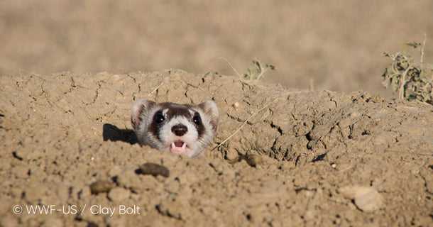 Jackery Reaffirms Commitment to Earth Protection, Looks to Continue Partnership with WWF in 2024